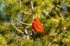 USA, Texas, Big Bend National Park. Summer tanager in tree. Art Print